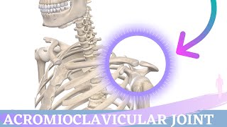 Acromioclavicular Joint Movement  Shoulder Anatomy amp Kinesiology [upl. by Chema]