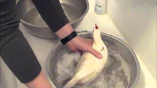 Chicken Keeping Basics  How To Bathe a Chicken [upl. by Ynatirb]