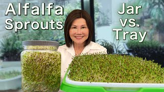 How to Grow Alfalfa Sprouts  Jar vs Tray  Easy Method 发苜蓿芽 [upl. by Knighton87]