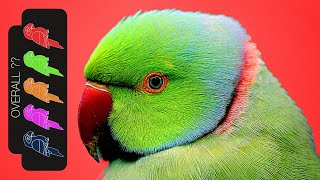 Indian Ringneck Parakeet The Best Pet Parrot [upl. by Anavlis]