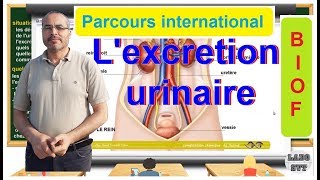 PARCOURS INTERNATIONAL BIOF l excrétion urinaire [upl. by Habeh713]