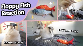 My huskies react to FLOPPY FISH [upl. by Odetta351]