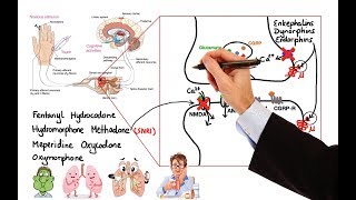 Pharmacology  OPIOIDS MADE EASY [upl. by Ennaillek]