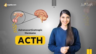 Adrenocorticotropic Hormone ACTH  Adrenal Gland Physiology Student Lecture  VLearning™ [upl. by Anilak395]