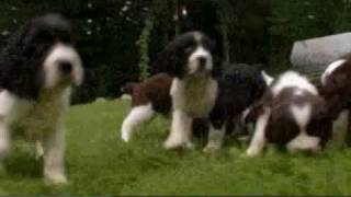 Dogs 101 English Springer Spaniel [upl. by Mundt]