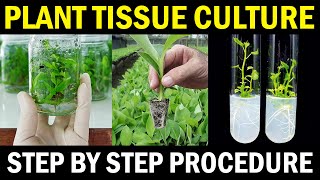 Plant Tissue Culture  Banana Tissue Culture Step by Step Procedure [upl. by Clawson]