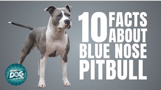 10 Facts About Blue Nose Pitbull  Dogs 101  Blue Nose Pitbull [upl. by Japha]