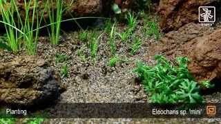 Eleocharis sp mini [upl. by Esyla]