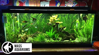 How to set up a FRESHWATER AQUARIUM Beginners guide to your 1st Fish Tank [upl. by Sanoj394]