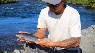 Fishing Arctic Grayling  Alaskas Denali Highway [upl. by Eislrahc]