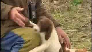 Breed All About It  Brittany Spaniel [upl. by Shandy]