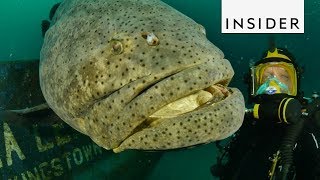 Meet the Goliath Grouper Fish [upl. by Ynnub]