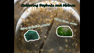 How To Culture Daphnia and Moinas using Green Water Spirulina powder [upl. by Yrrok]