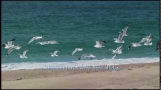 Flocks of Seagulls With Relaxing Ocean Sounds [upl. by Durham]