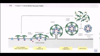 Vesicle formation [upl. by Hctud158]