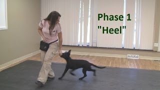 How to Train a Dog to quotHeelquot K91com [upl. by Pall]