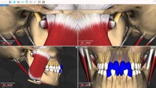 Mandibular Movements [upl. by Letney]