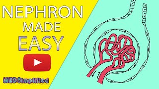 NEPHRON Structure amp Function Made Easy  Human Excretory System Simple Explanation [upl. by Munson]