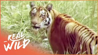 The Survival Of A Tiger TIger Documentary Real Wild [upl. by Bradleigh]