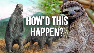 What Happened to Sloths [upl. by Ainomar]