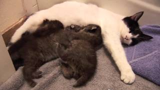 BOBCAT KITTENS adopted by house cat [upl. by Hendren342]