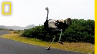 Ostrich Chases Cyclists in South Africa  National Geographic [upl. by Surad]