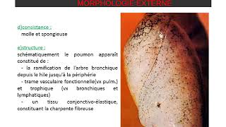 ANATOMIE DU THORAX Poumon et Plèvre [upl. by Ocihc453]