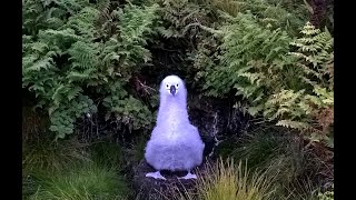 Dawn Chorus on Gough Island [upl. by Bernard251]