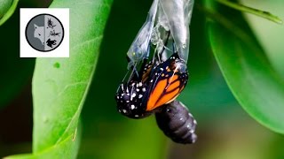 The life of Monarch Butterfly [upl. by Genny]