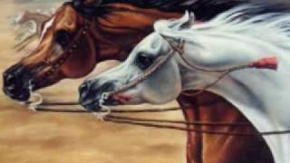 The Beauty of the Arabian Horse [upl. by Anrol]