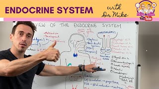 Overview of the Endocrine System [upl. by Franzoni]