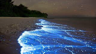 Sea of Stars  Vaadhoo Island Maldives [upl. by Candy]