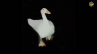 PATO BAILANDO CANCIÓN DE EMINEM WITHOUT ME [upl. by Meador911]