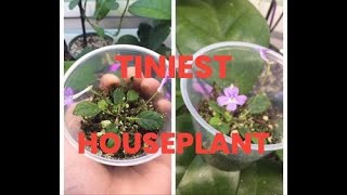 Smallest Houseplant Sinningia pusilla [upl. by Nosahc]