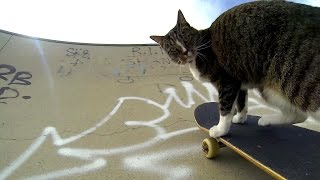 GoPro Didga the Skateboarding Cat [upl. by Gemoets530]