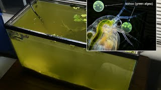 Raising Daphnia for the Freshwater Aquarium [upl. by Algy]