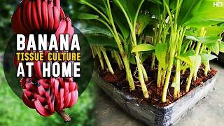 Banana Tissue Culture At Home  How to do Banana Plant Tissue Culture at Home [upl. by Kcirrez625]