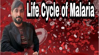 Malaria life cycle [upl. by Learrsi]