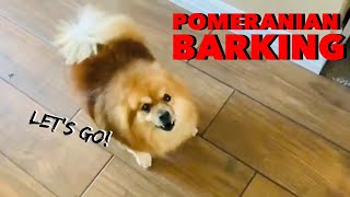 Do Pomeranians Bark a Lot [upl. by Regine]