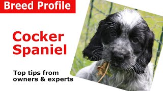 Cocker Spaniel Dog Breed Guide [upl. by Hsirrehc55]