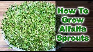 How To Grow Alfalfa Sprouts  3 EASY Steps 2019 [upl. by Nauaj]