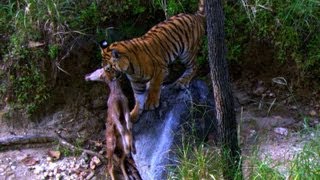 Tiger Habitat and Behavior [upl. by Teddi]