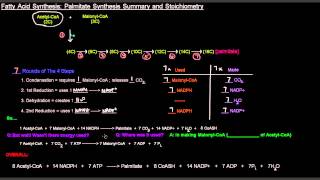 Fatty Acid Synthesis Part 7 of 12  Palmitate Synthesis Summary and Stoichiometry [upl. by Inafit]