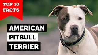 American Pitbull Terrier  Top 10 Facts [upl. by Euqinorev551]