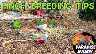 How To Breed Finches [upl. by Carey239]