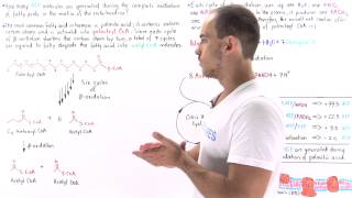 ATP Yield in Fatty Acid Oxidation [upl. by Drain]