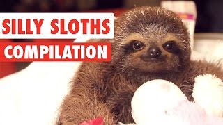 Silly Sloths Video Compilation 2017 [upl. by Jamel]