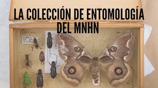 Charla «La colección de Entomología del MNHN» 🐞 [upl. by Neicul]