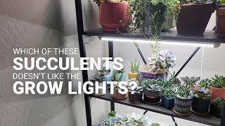 How to ensure your grow lights help your succulents [upl. by Brit724]