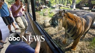 Sanjiv the tiger attacks zookeeper [upl. by Erdnassac]